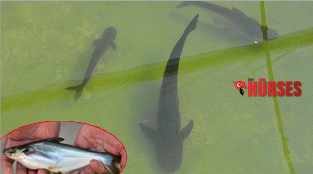 Tatlı suların köpekbalığı Antalya&#039;da