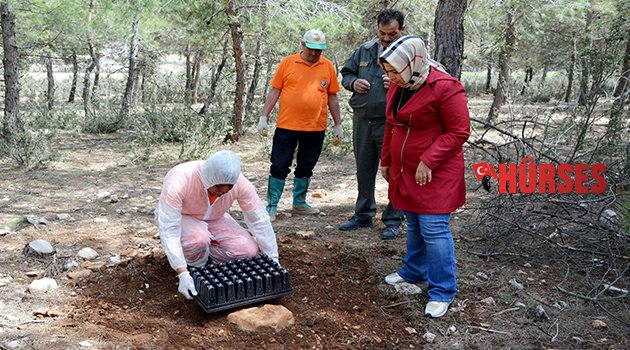 TERMİNATÖR BÖCEKLER