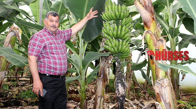 TÜKETİCİNİN ELİNİ YAKAN  MUZ ÜRETİCİYİ GÜLDÜRDÜ