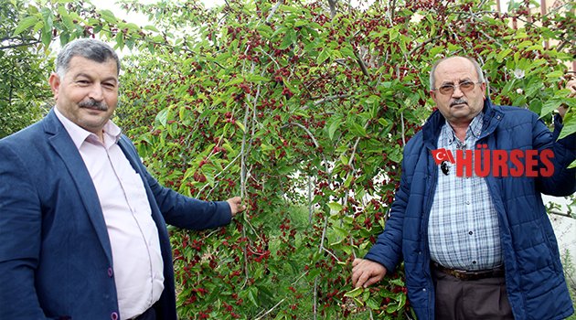 TURFANDA KARADUTUN KİLOSU 10 LİRA