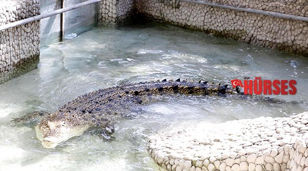 Türkiye'nin en büyük timsahı Antalya’da