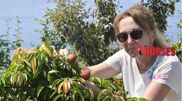 Türkiye'nin tropik bahçesi Gazipaşa