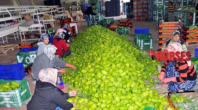 ÜRETİCİDE BİBER YASAĞI ŞOKU