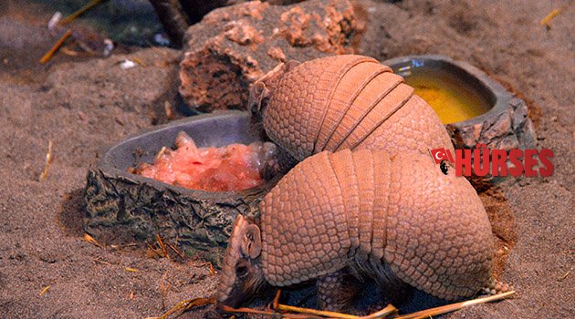 Wild Park'a armadillo geldi