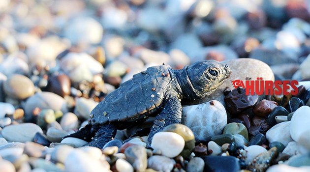 YAVRU CARETTALAR KEMER’DE DENİZLE BULUŞTU