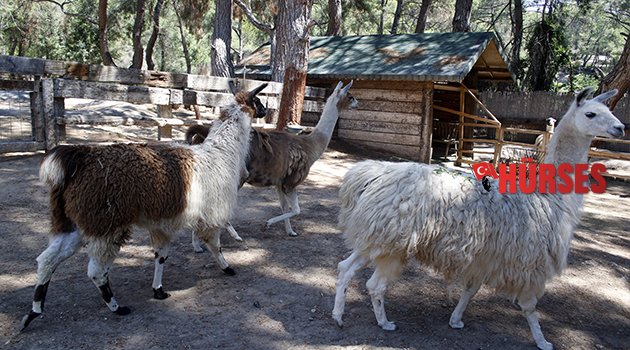 YENİ YUVALARINA ALŞITILAR