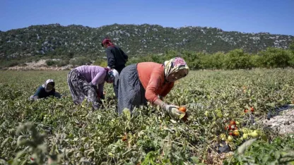 Mersin’de üreticiye yüzde 70 hibeli domates fidesi desteği
