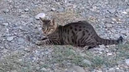 Kedi fareyle top gibi oynadı