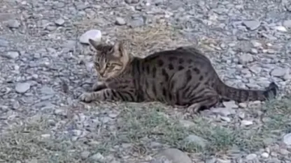 Kedi fareyle top gibi oynadı