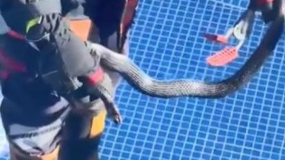 Mersin’de havuza ’karayılan’ girdi