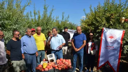 Serik’te nar hasadı başladı