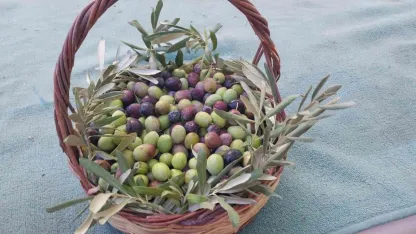 Zeytin ve Zeytinyağı Festivali başladı