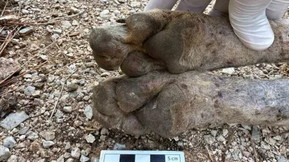 Çizgili sırtlan sanıldı, kurt çıktı