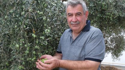 'Yok yılı' ve kuraklık zeytinde rekolte beklentisini düşürdü