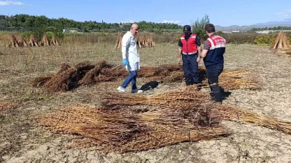Coğrafi işaret tescilli Altın Susam’a hırsız dadandı
