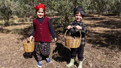 Minikler zeytin hasadında
