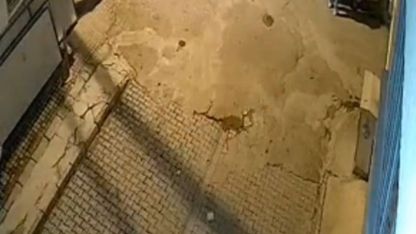 Muğla’da otomobilin altında sürüklenen oklu kirpi öldü