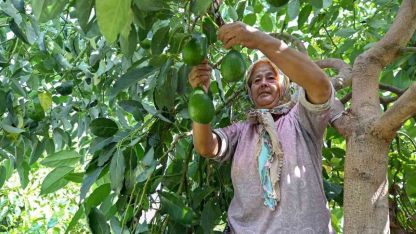 Mersin’de çiftçiye tropikal meyve desteği
