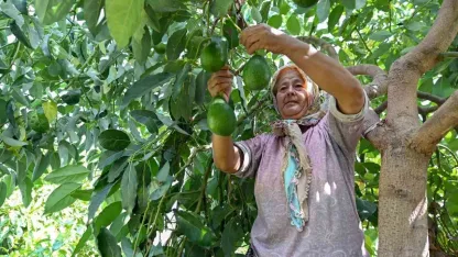 Mersin’de çiftçiye tropikal meyve desteği