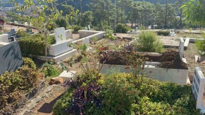 Marmaris’te yaban domuzlarının yeni adresi mezarlıklar