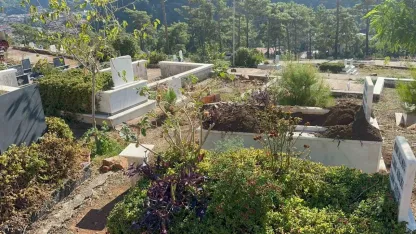 Marmaris’te yaban domuzlarının yeni adresi mezarlıklar