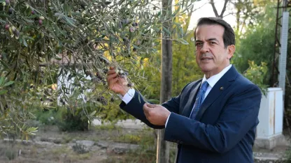 Zeytinde iklim etkisi ile rekoltede yüzde 30 kayıp
