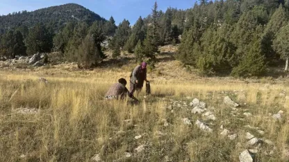 Toros’larda yağmurla birlikte mantar sezonu açıldı