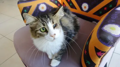 Anemi hastası kedi 'Nazlı', donör 'Casper'ın kanıyla sağlığına kavuştu
