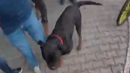 Saldırgan köpek gözetim altına alındı: Sahibine idari para cezası kesildi