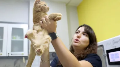 Müftü Biçer'den kedi patisi kesenlere 'Tıbbi yardım alın' çağrısı