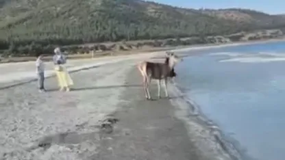 Salda Gölü’nün maskot geyiği, vatandaşlarla keyifli anlar yaşadı