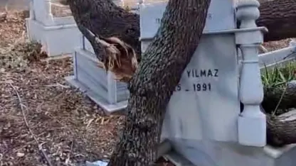 Rüzgardan dalları kırılan ağaçlar mezarlara zarar verdi