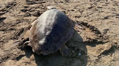 Tedavisi tamamlanan deniz kaplumbağaları denizle buluşturuldu