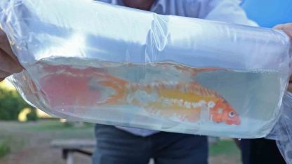 Otogarda kaçak balık ve canlı hayvan operasyonu