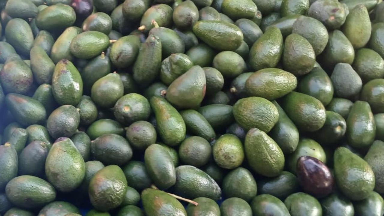 Avokado pazar tezgahlarının gözdesi oldu!