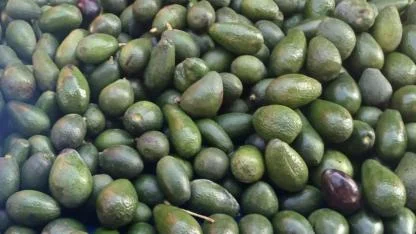 Avokado pazar tezgahlarının gözdesi oldu!