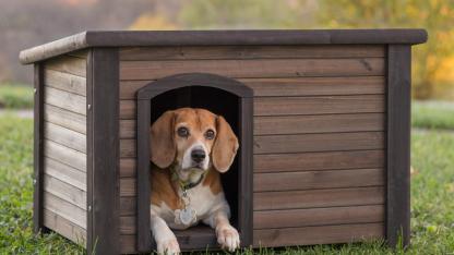 KÖPEK YAŞAM ALANI VE MAMA-SU KAMELYASI YAPIM İŞİ