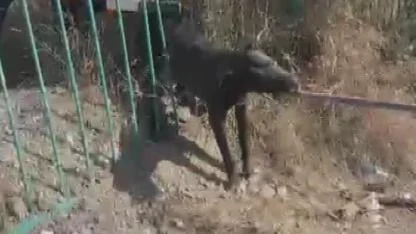 Demir korkuluğa sıkışıp mahsur kalan köpeği itfaiye kurtardı
