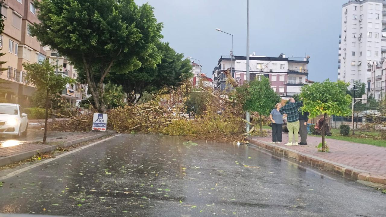 Fırtınanın etkisiyle ağaç devrildi! Yol kapandı