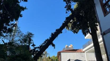 Kaleiçi'nde devrilen ağaç paniğe neden oldu