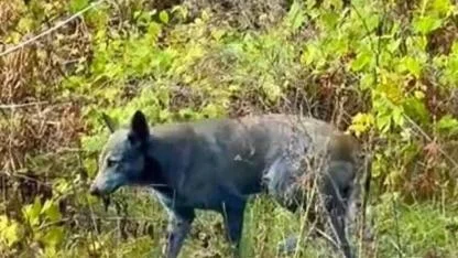 Mavi tüylü köpekler görüldü!