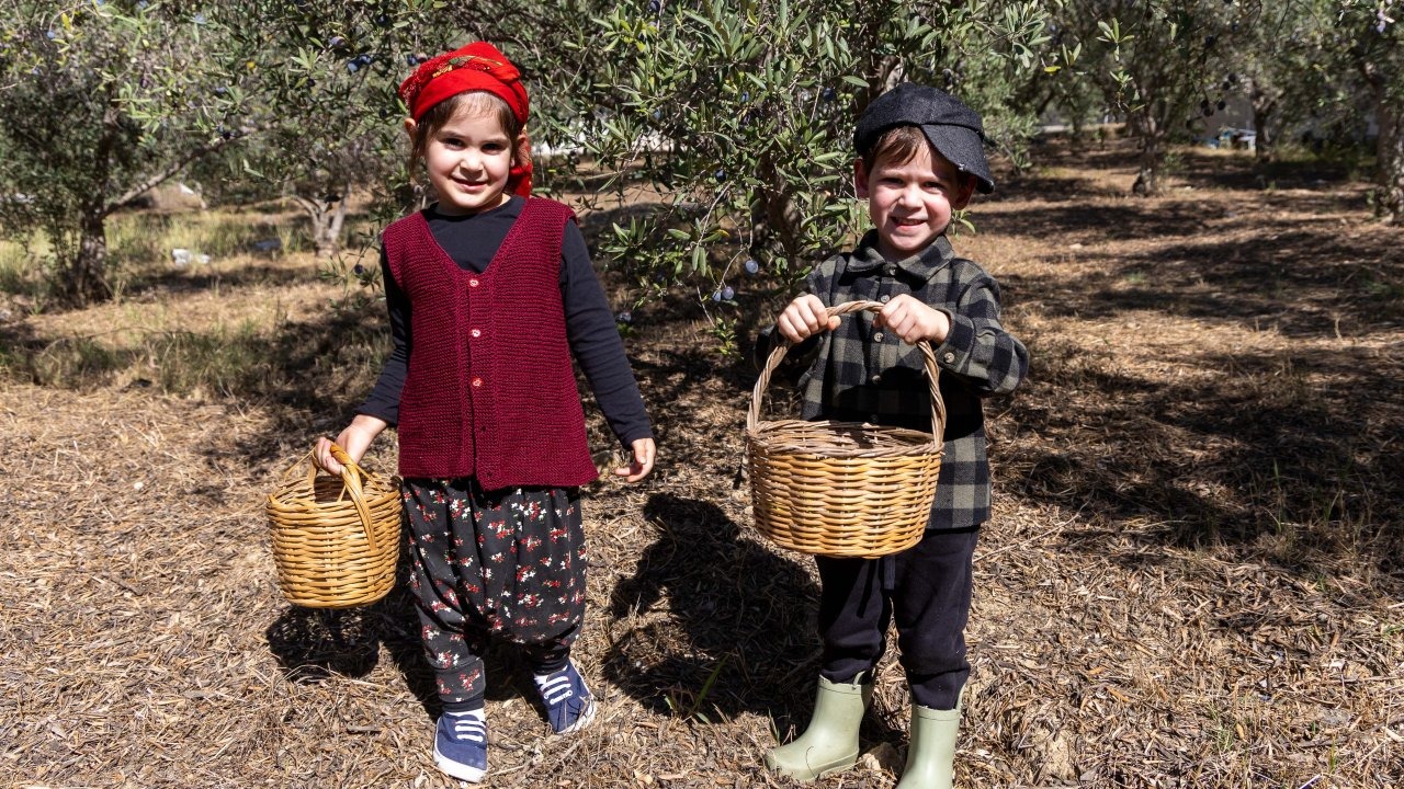 Minikler zeytin hasadında