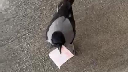 Mizah amaçlı video çekmek isterken 10 TL'sini kargaya kaptırdı