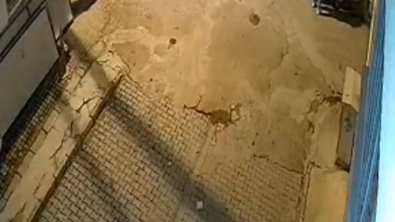 Muğla’da otomobilin altında sürüklenen oklu kirpi öldü