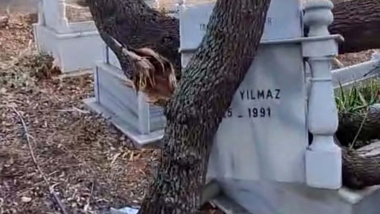 Rüzgardan dalları kırılan ağaçlar mezarlara zarar verdi
