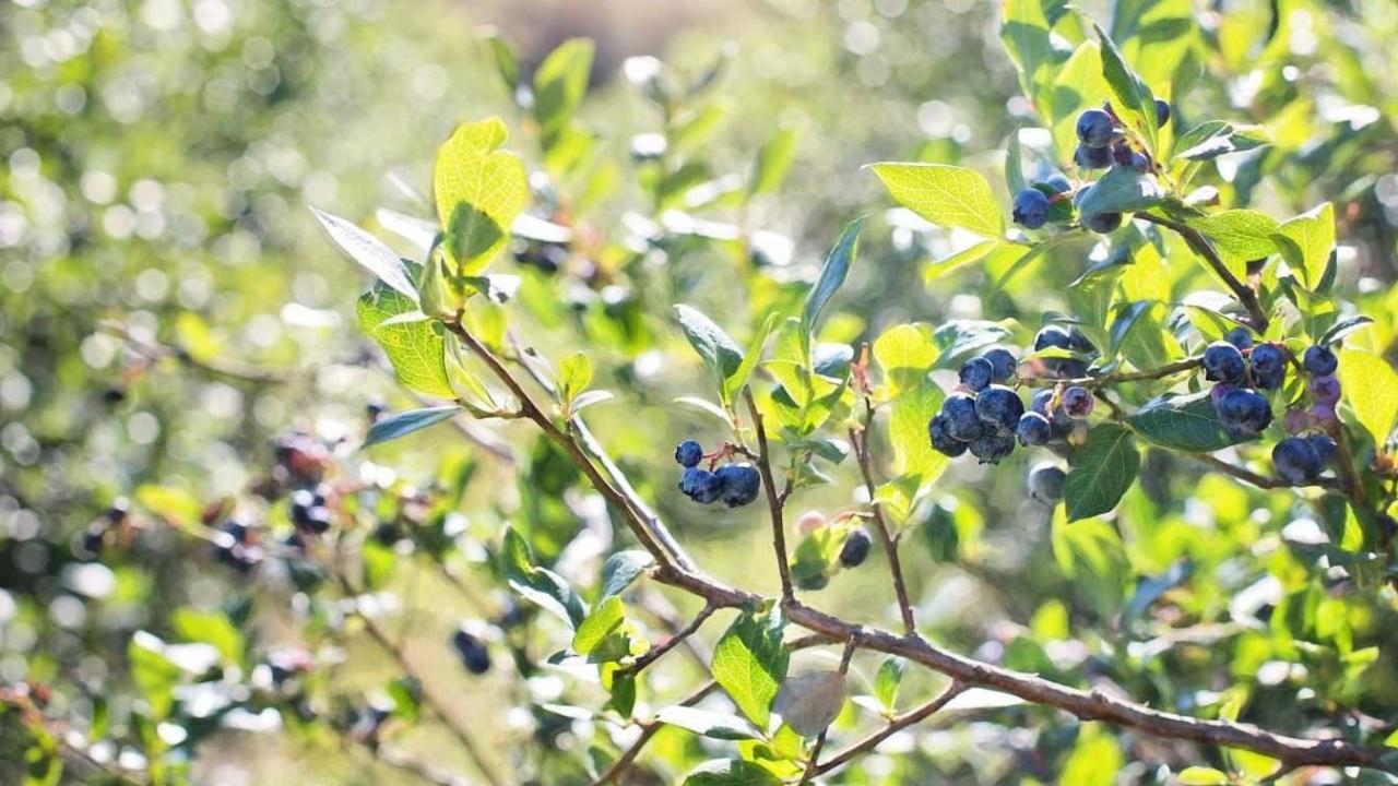 Sağlığın bilimsel mavi gücü; Yaban Mersini
