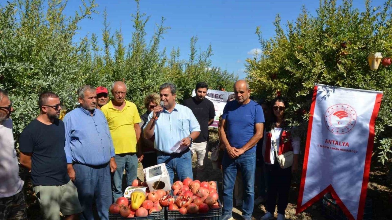 Serik’te nar hasadı başladı
