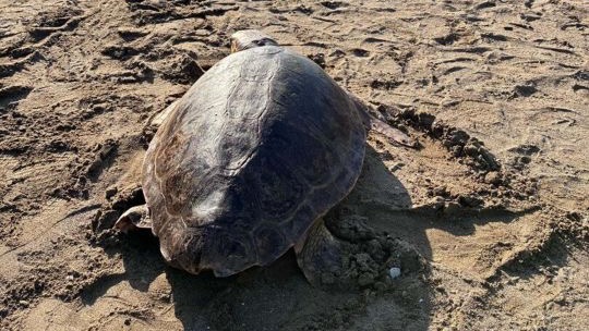 Tedavisi tamamlanan deniz kaplumbağaları denizle buluşturuldu
