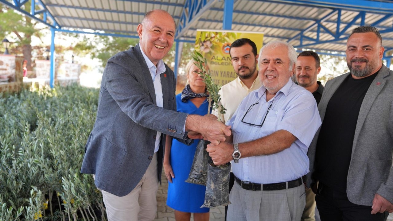 Yangında zarar gören bahçe sahiplerine zeytin fidanı