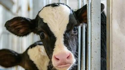 Yıllar sonra ilk kez Türkiye’de görüldü!